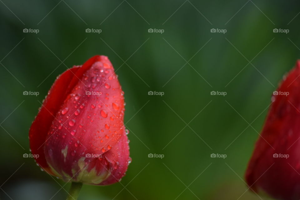red tulip in rain