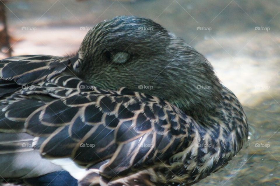 Beautiful sleeping duck