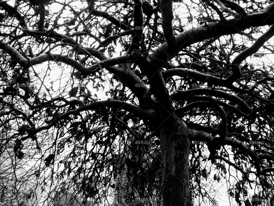 dark branches