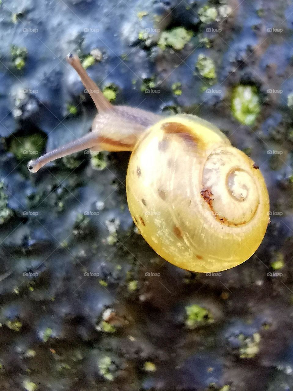 macro snail