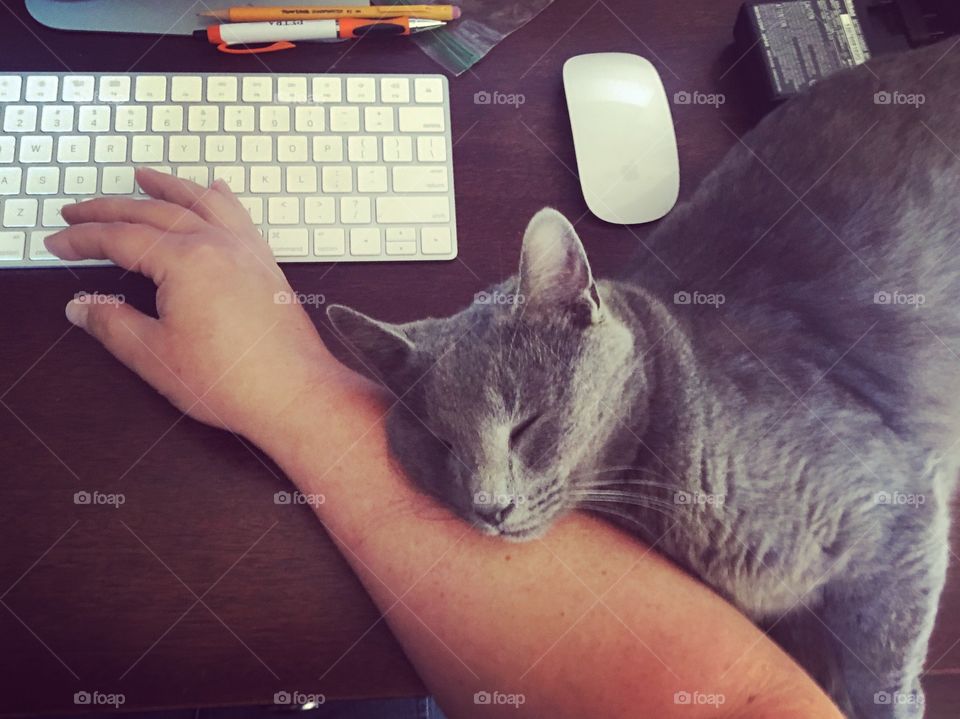 Gray Manx Cat Laying and Sleeping on Arm of Person Working at Computer Keyboard 