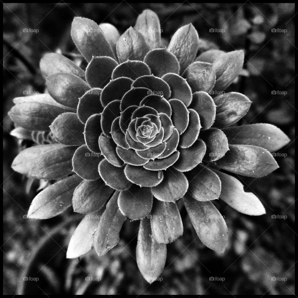 Succulent 