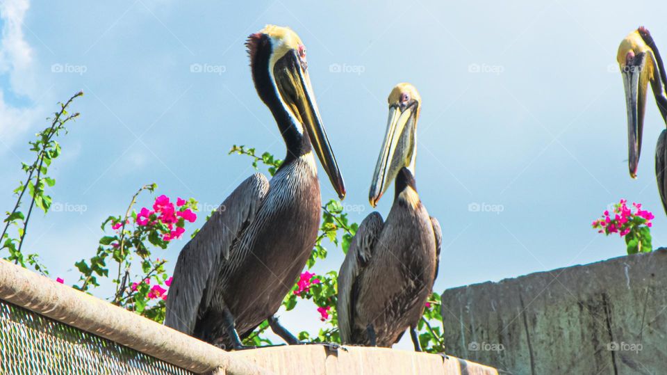 Beautiful pelicans