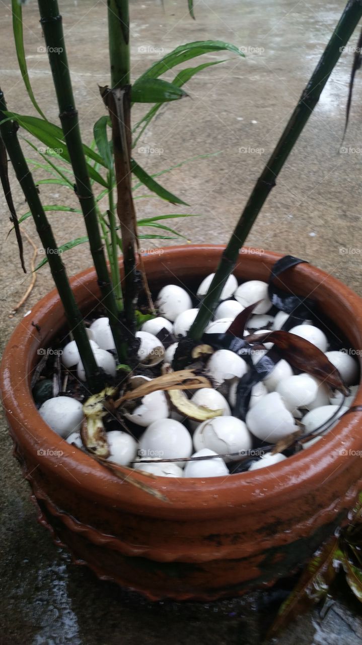 plant with egg shell