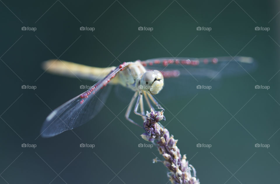 dragonfly on a little purple branch..wonderful world of macro photography! amazing nature concept