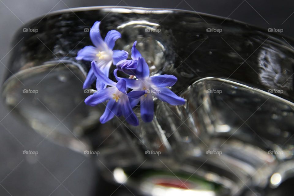 Close up of a small blue flower in vase