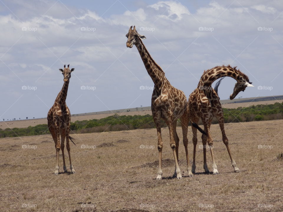 somalia giraffe