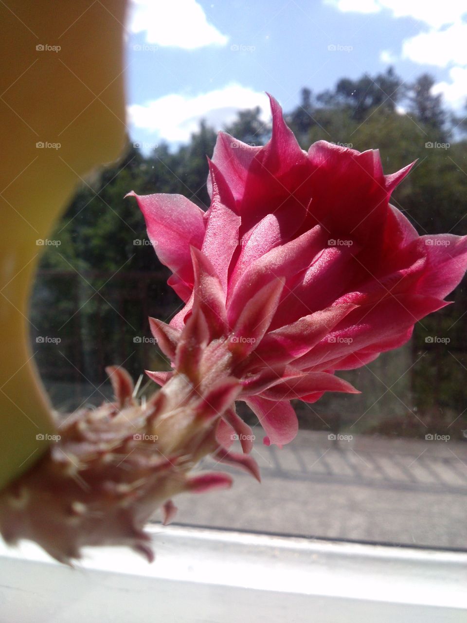 Glory of a cactus flower