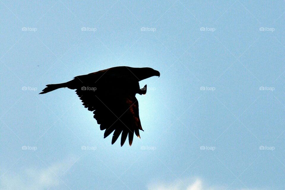 silhouette of a Golden Eagle