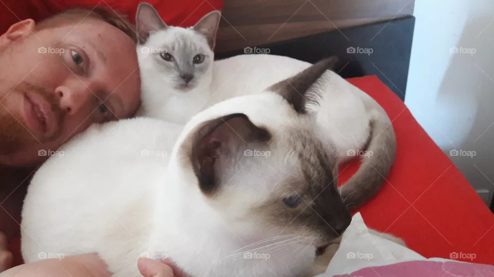cats