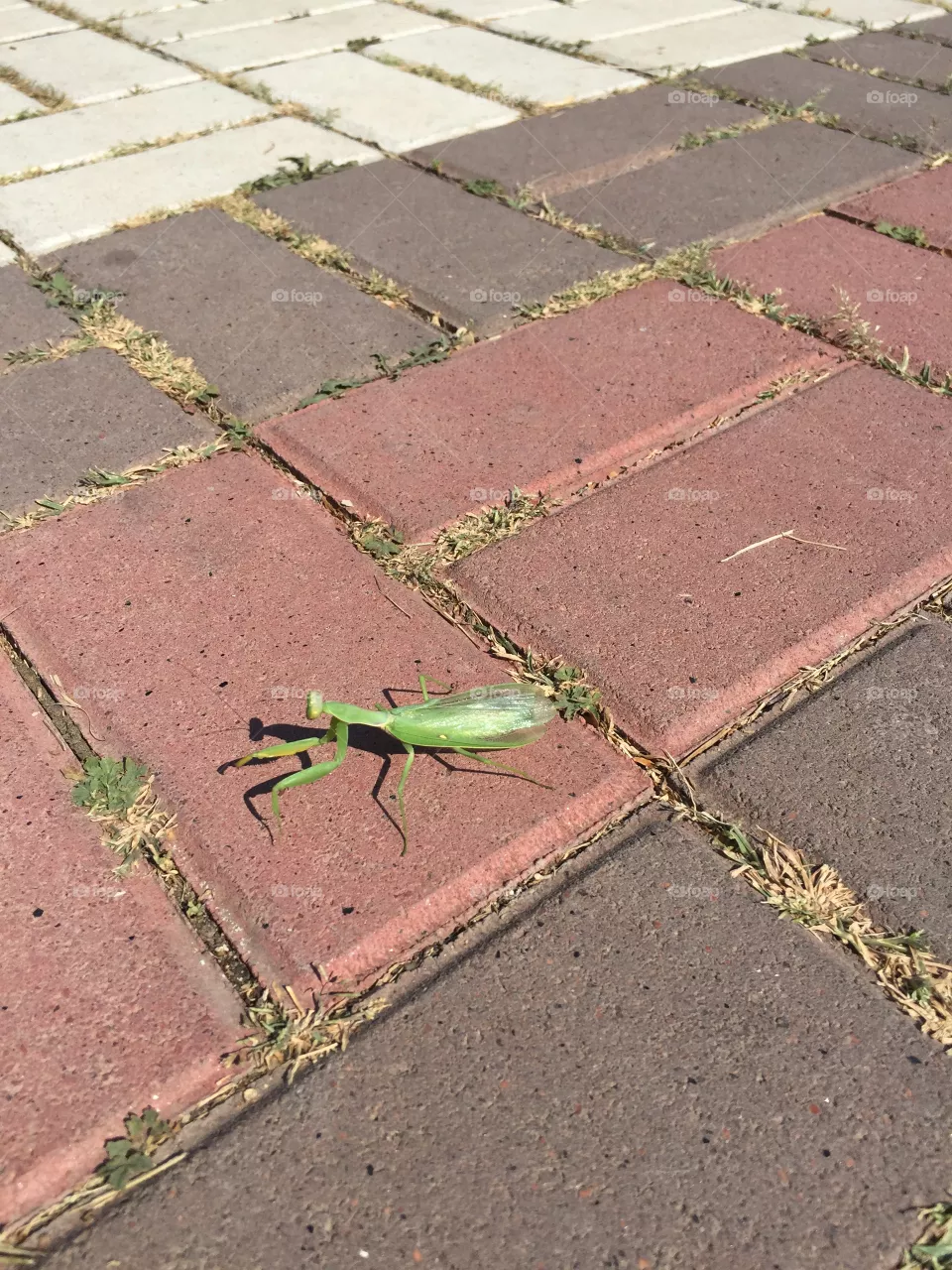 Insect