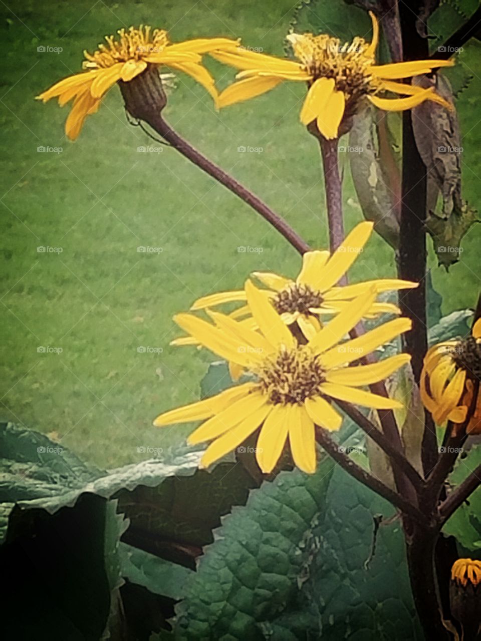 Pretty Yellow Pond Flower