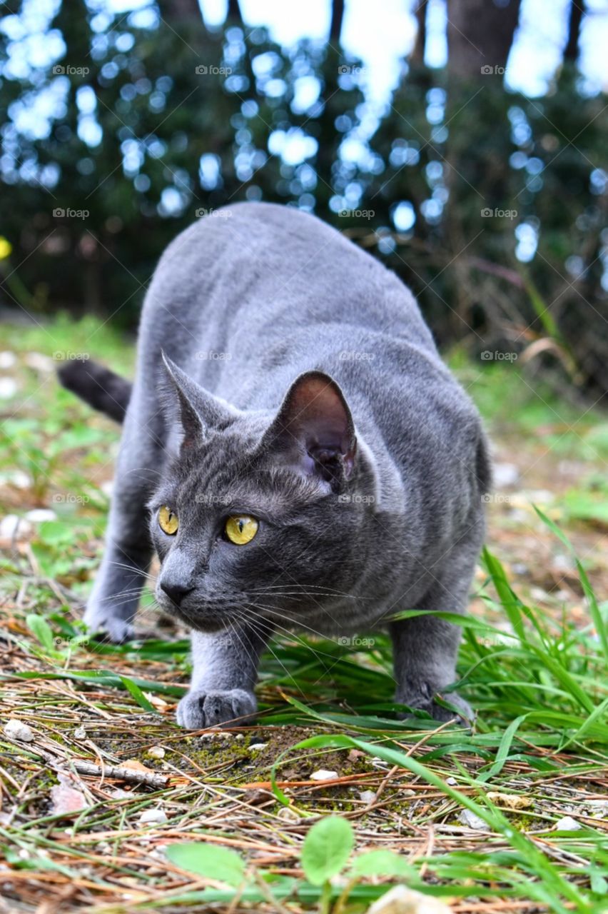 Cat in nature