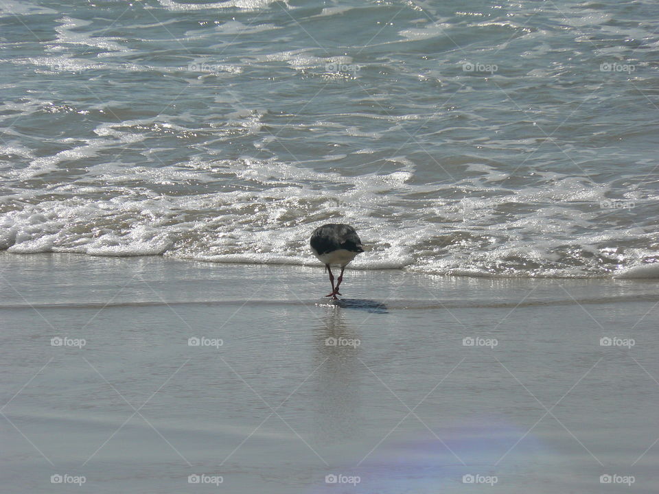 Lone Seagull, Moreton Island Beach, Queensland, Australia 
