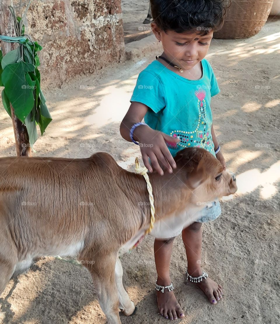 Beautiful cow calf, Life with Pets