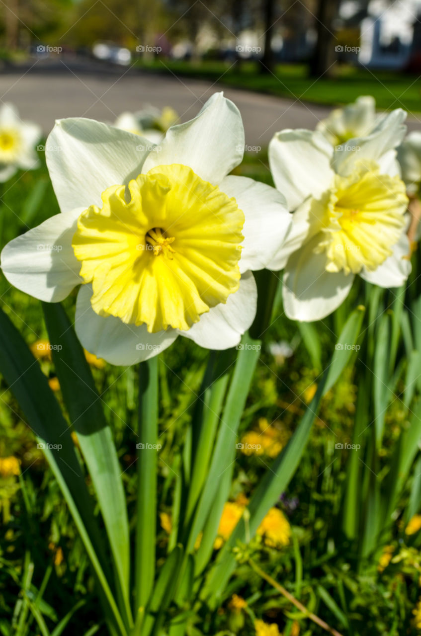 white and yellow daffodils blooming