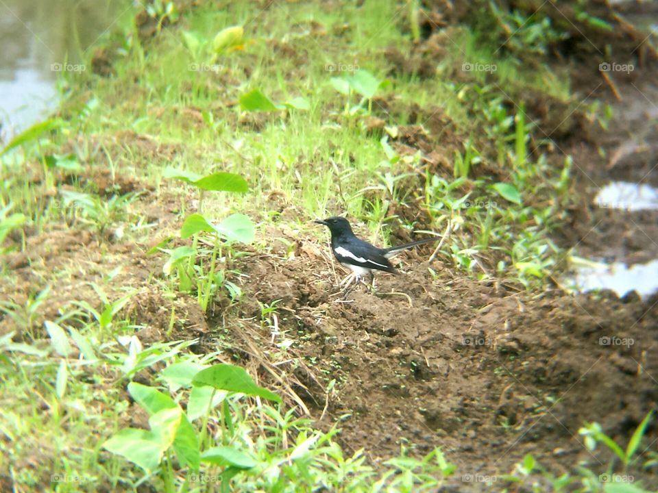 Black n White bird