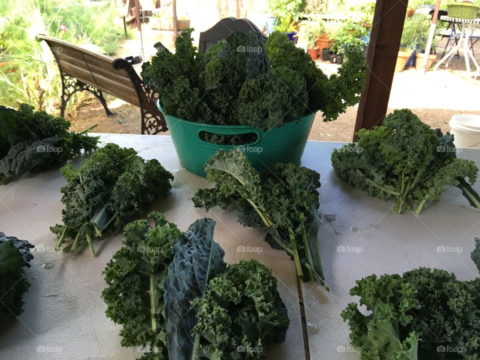 Harvesting kale.