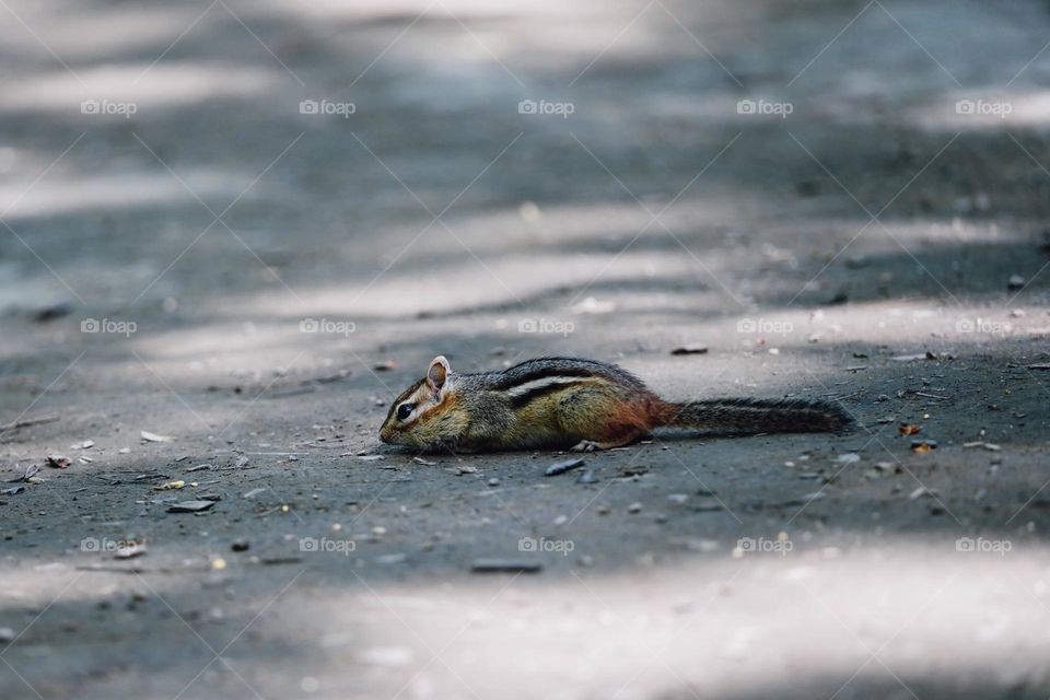 squirrel looking for food and running