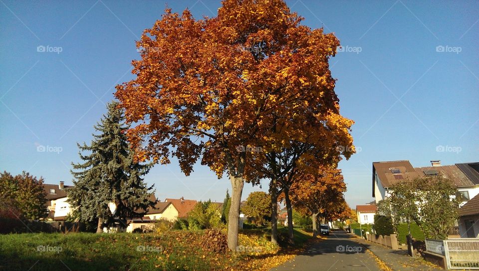 Autumn-Sun. sunny autumn day in Heppenheim, Germany
