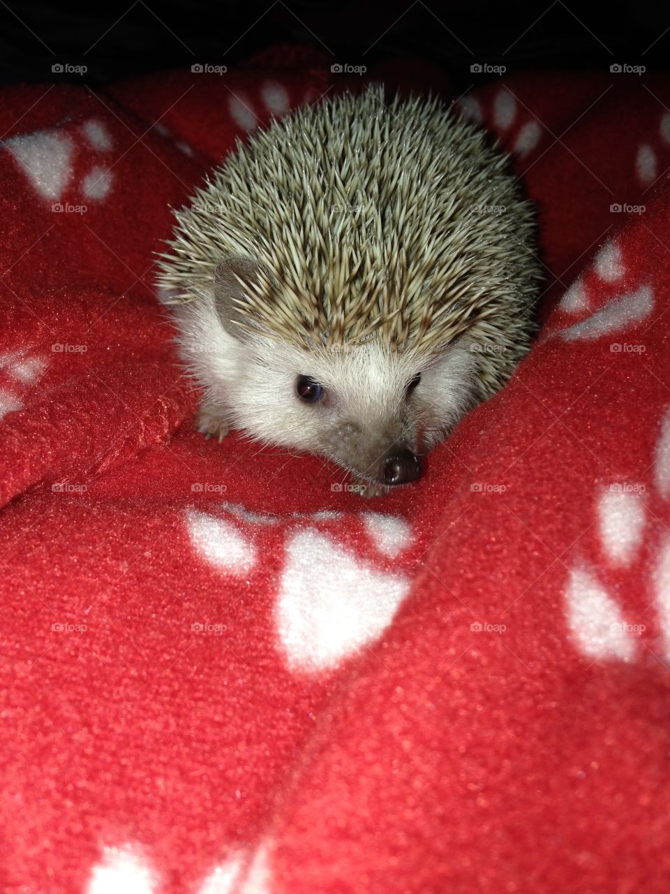 Frazzle, African Pygmy hedgehog