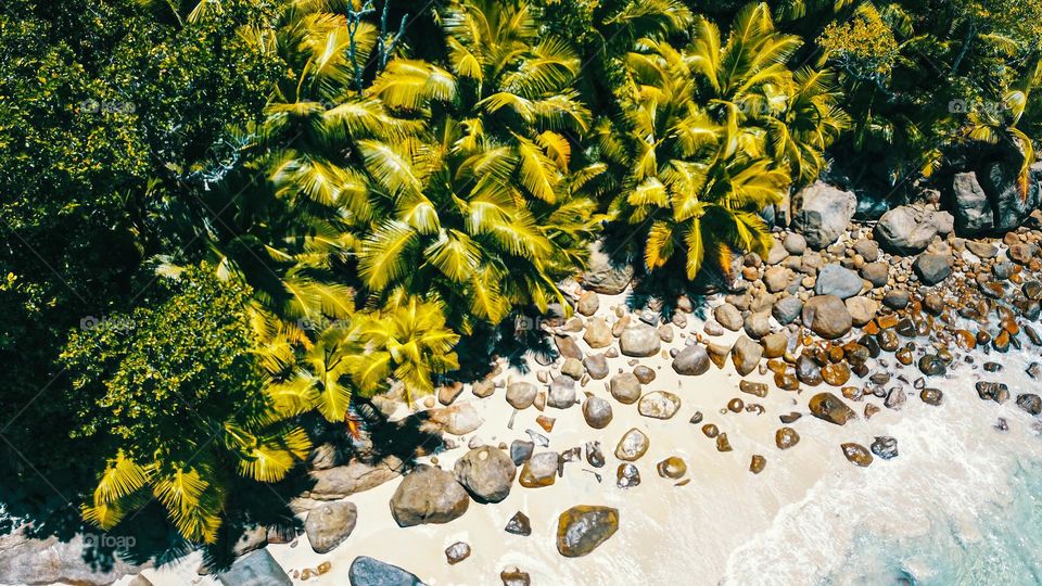 Seychelles Tree line 