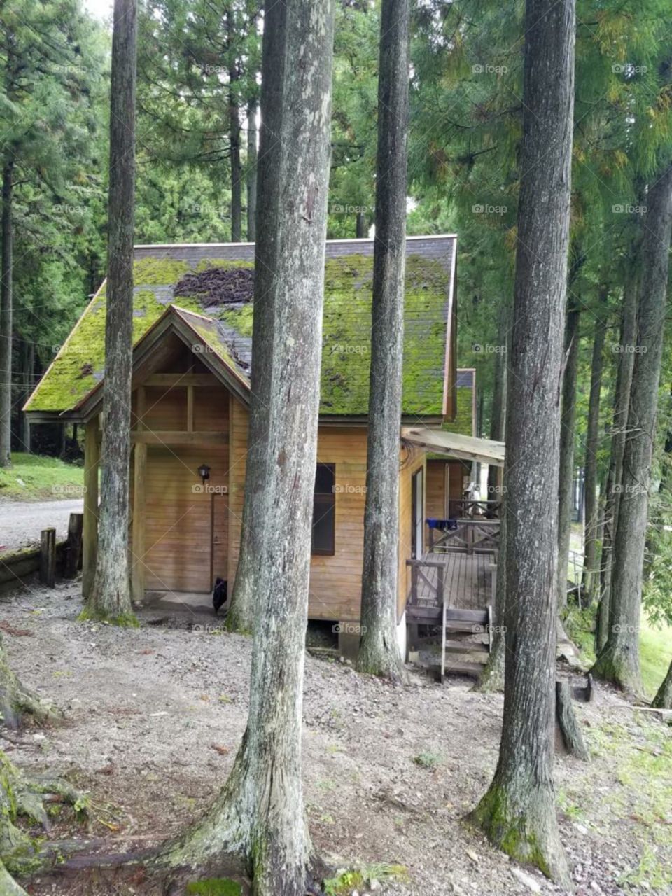 beautiful house middle in the forest