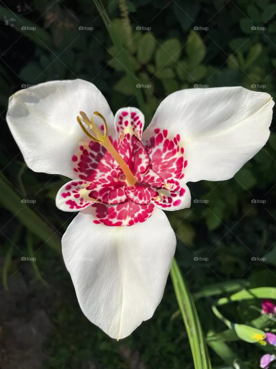tiger flower