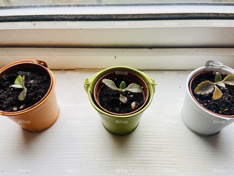 Little Mexican Hats 🌱