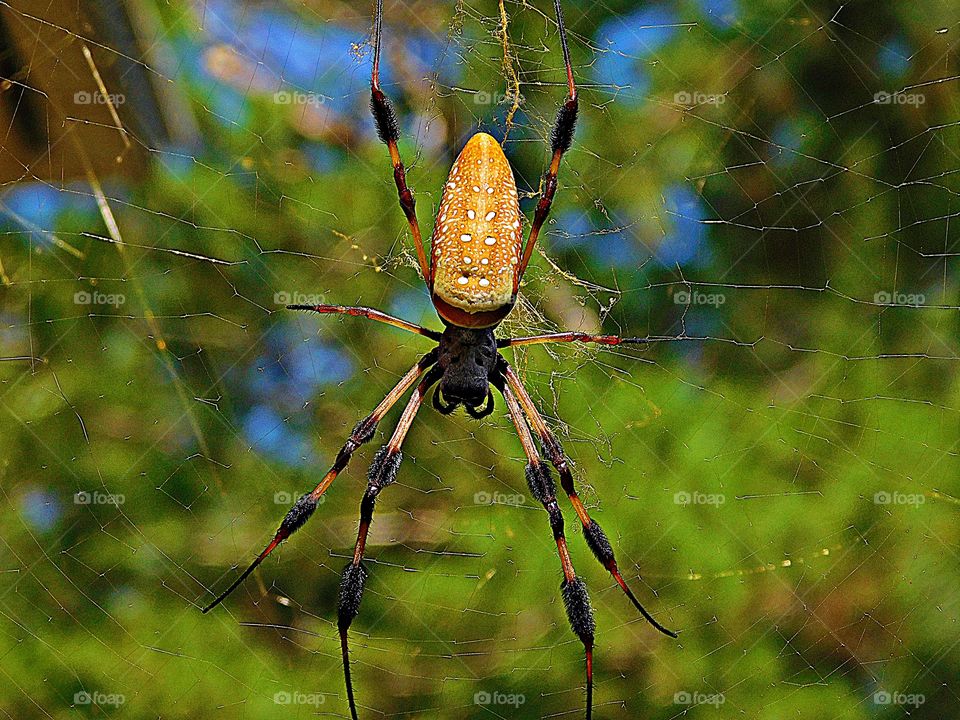 Close up of a spider - The golden silk orb-weaver spider (Nephila claviers) is commonly known as the “banana spider is waiting for insects to enter his web.