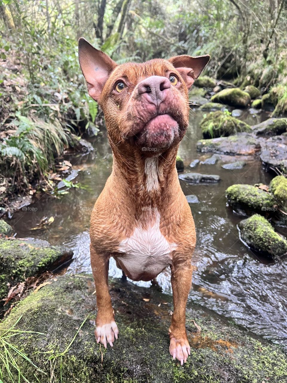 Pitbull in the forest 