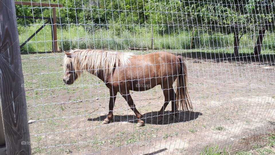 Shetland Pony behind a fence