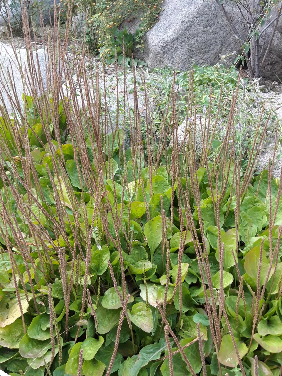 nature