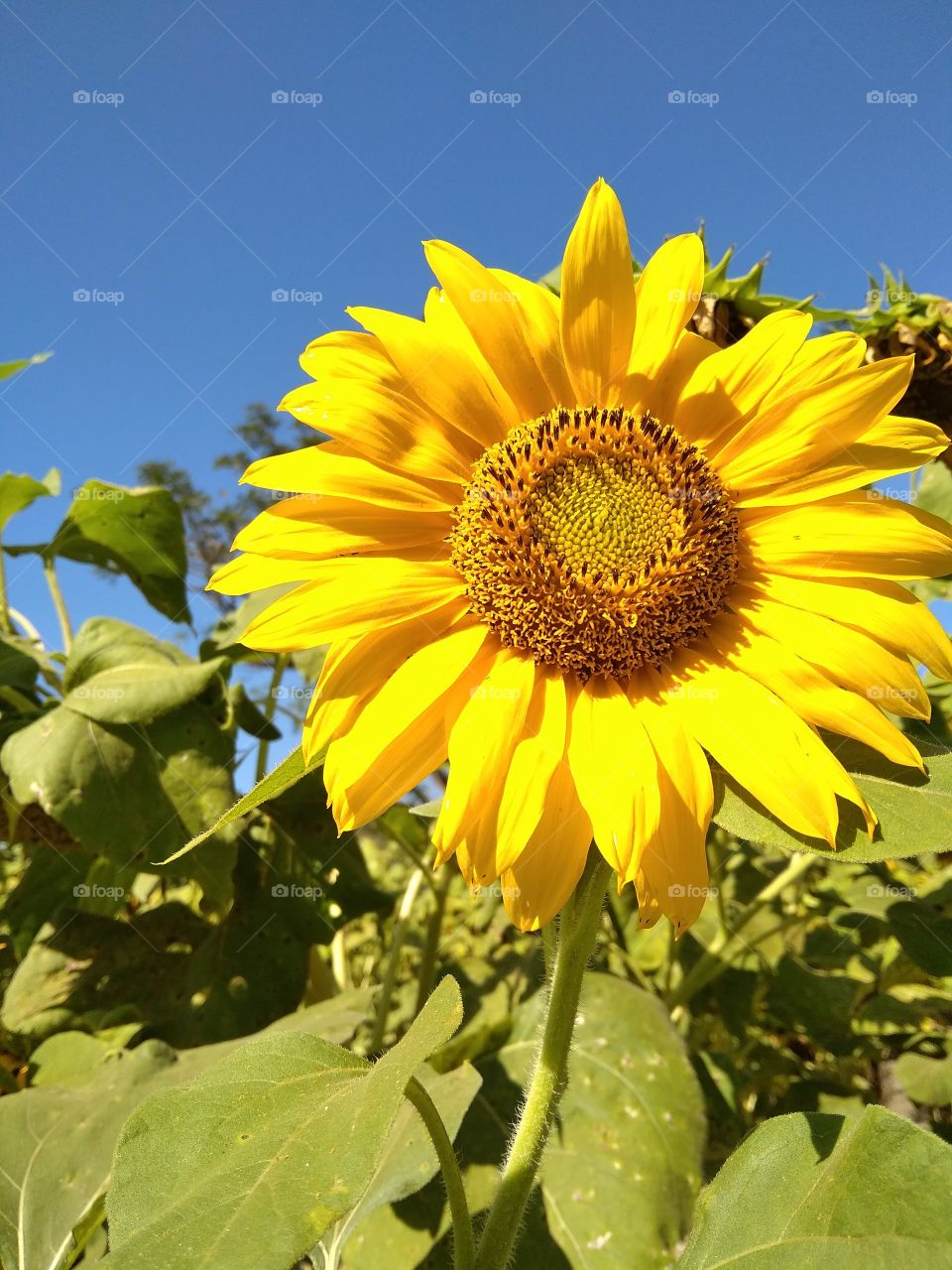 sunflower during the day