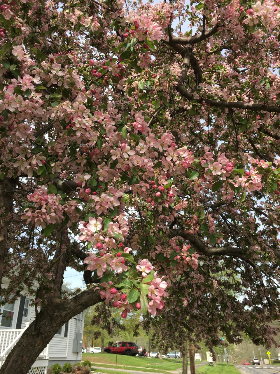 Blossoms in CT in early May