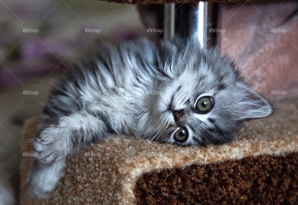 Cat on carpet