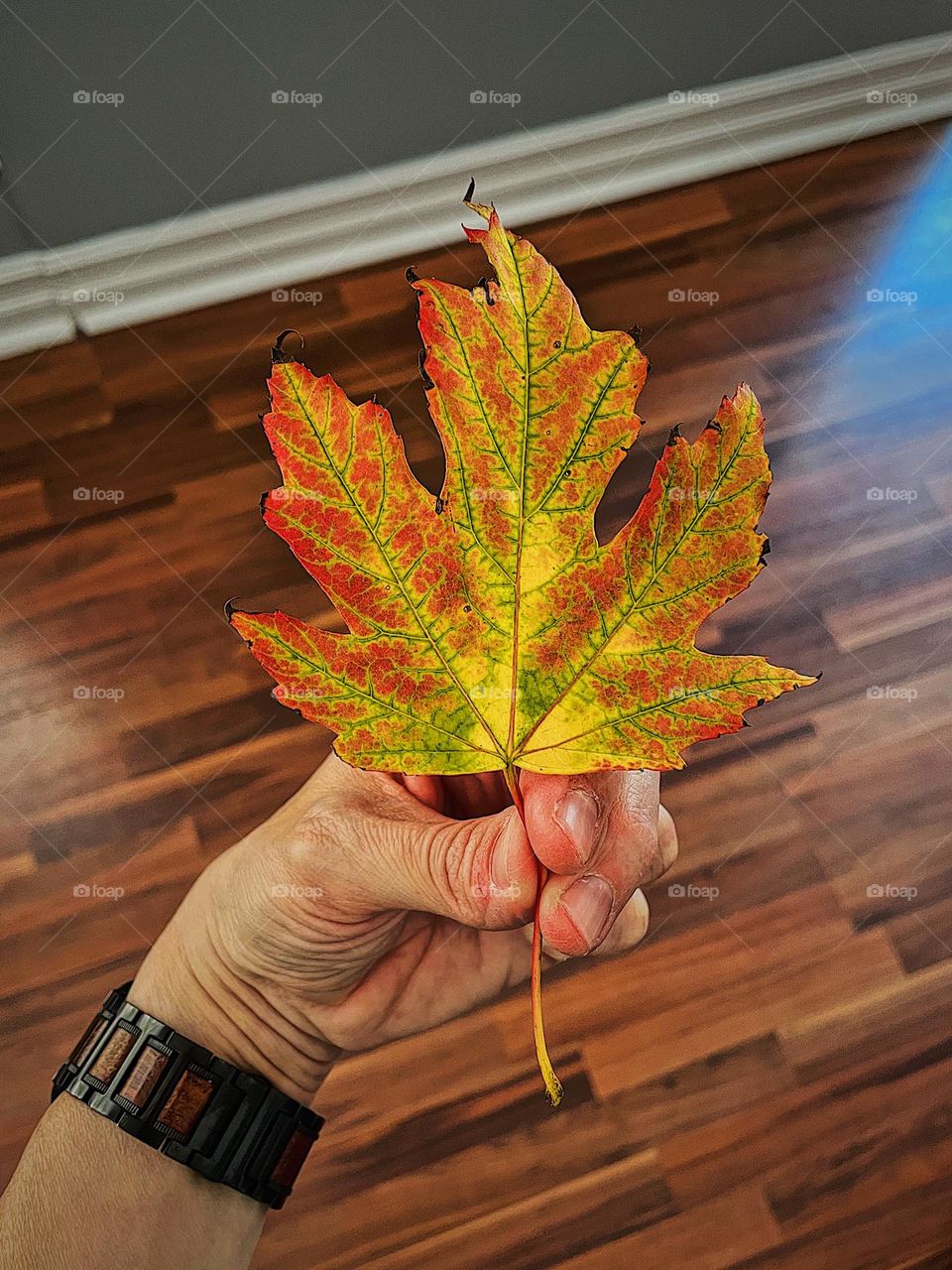 Woman’s hand holding the perfect fall leaf, bringing leaves inside, finding the perfect leaf, colorful leaves in the fall time, details of a leaf, close up of a leaf