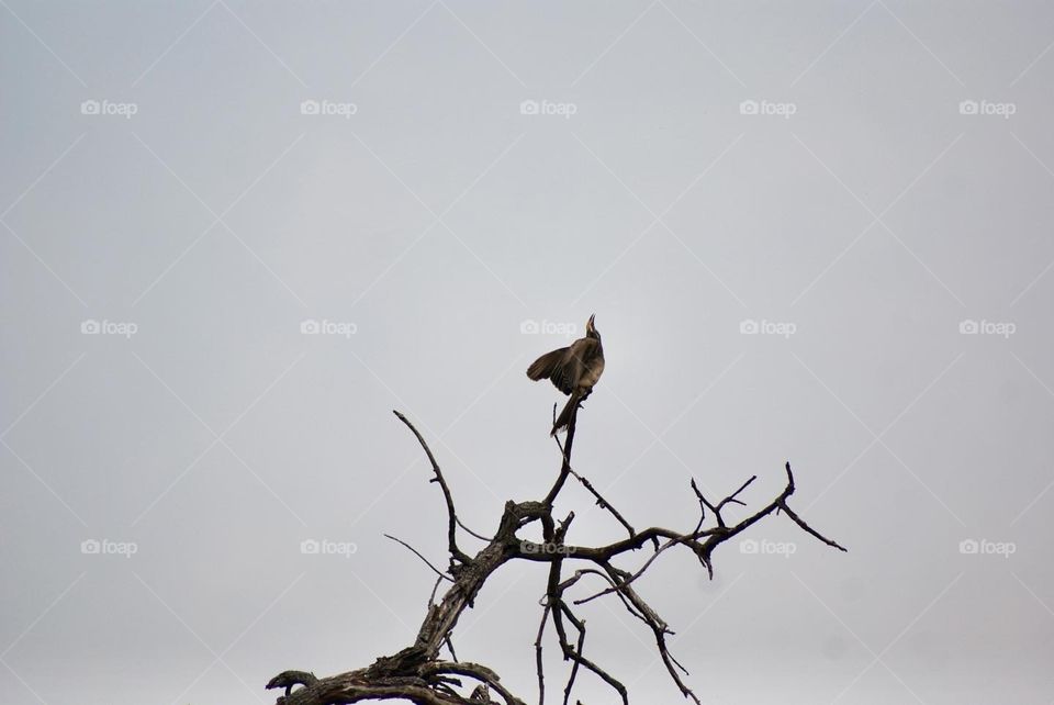 A red billed hornbill calling a mate 