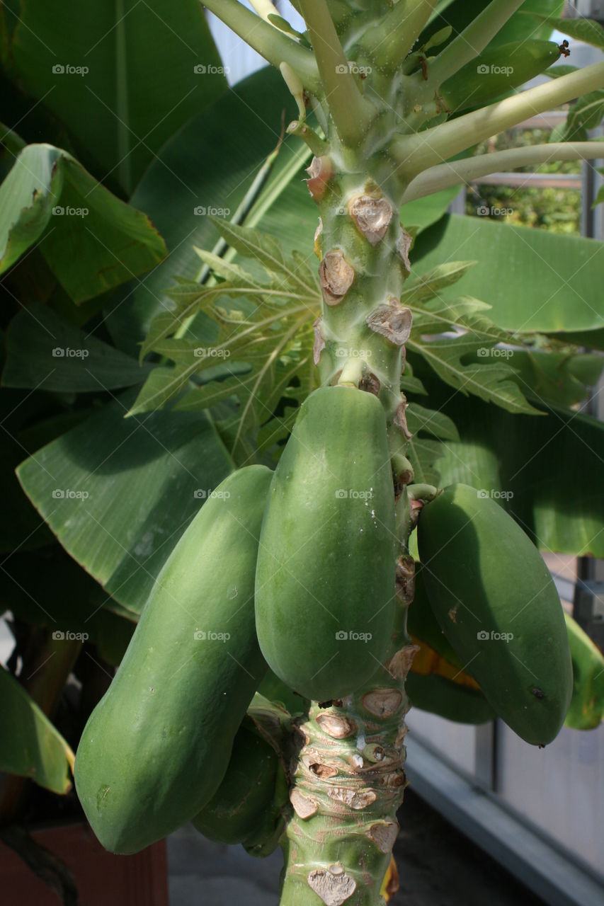 Fruit Tree