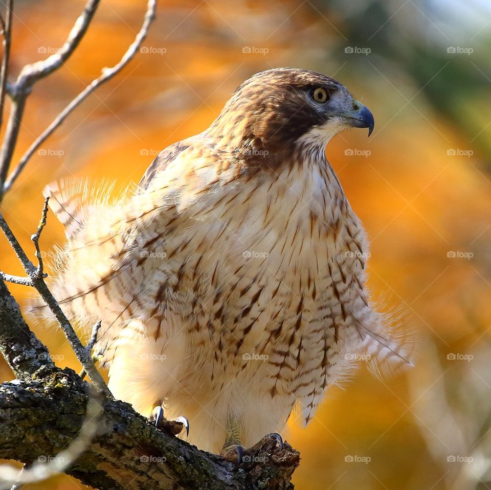 red-tailed  hawk