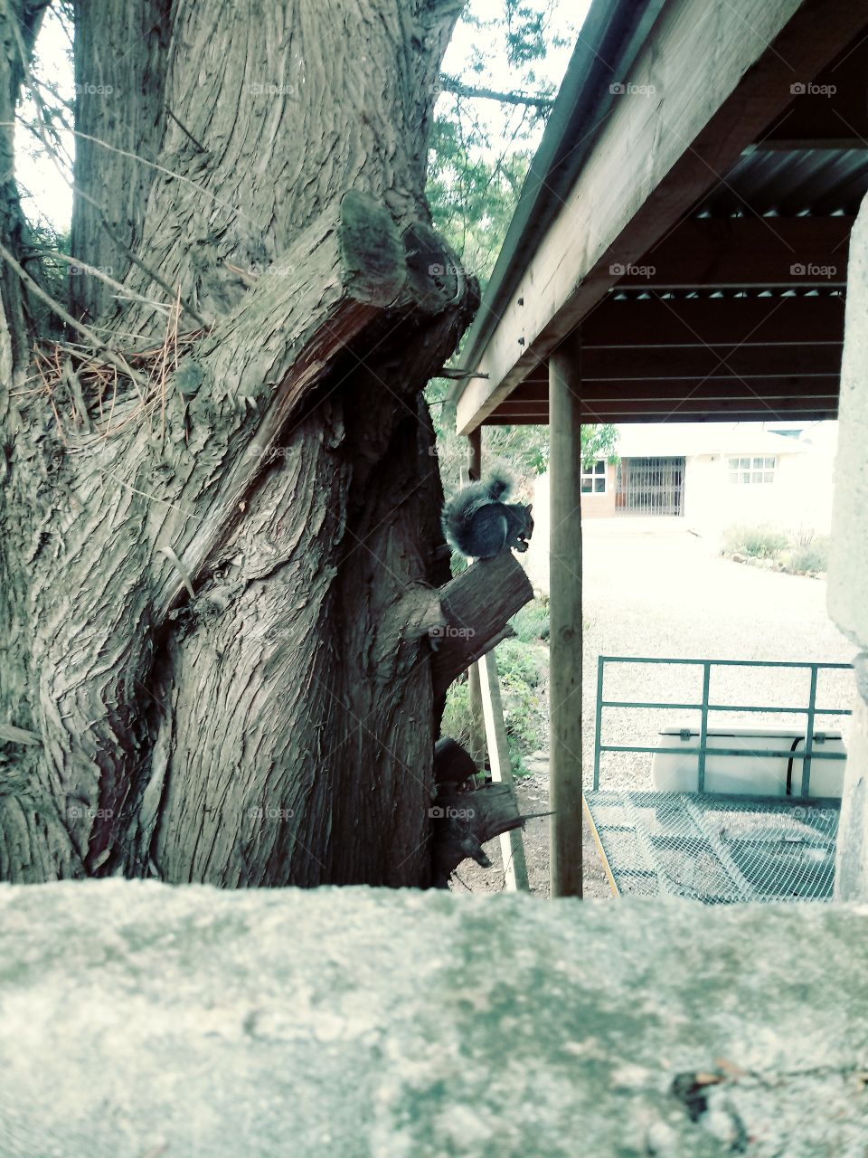 squirrel tree