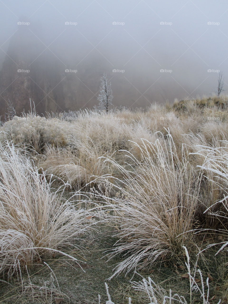 Stunningly beautiful frost on wild grasses and trees on a cold winter morning in Central Oregon. 