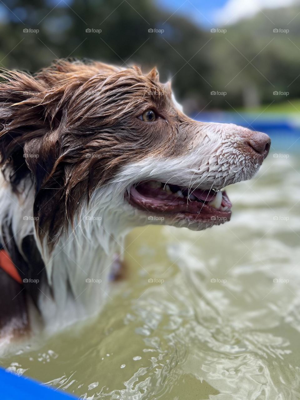 Border collie amante del agua y la aventura 