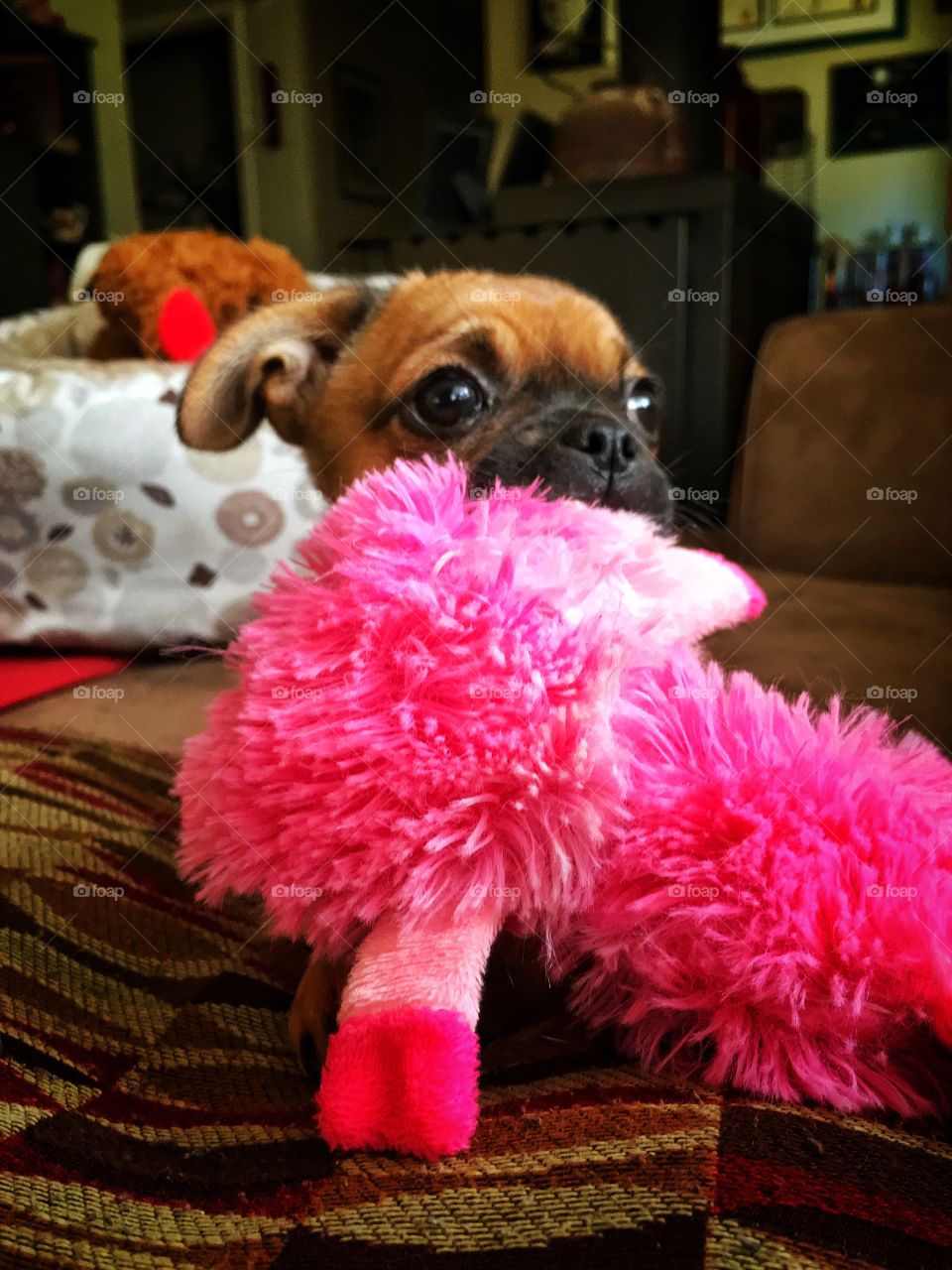This is chi chi and her toy