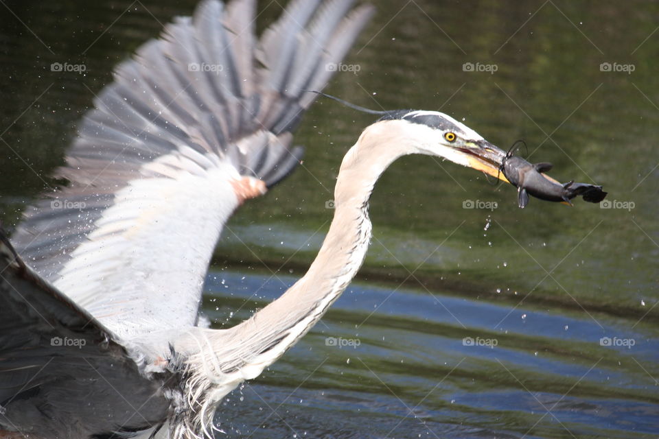 Great Blue Heron catches catfish