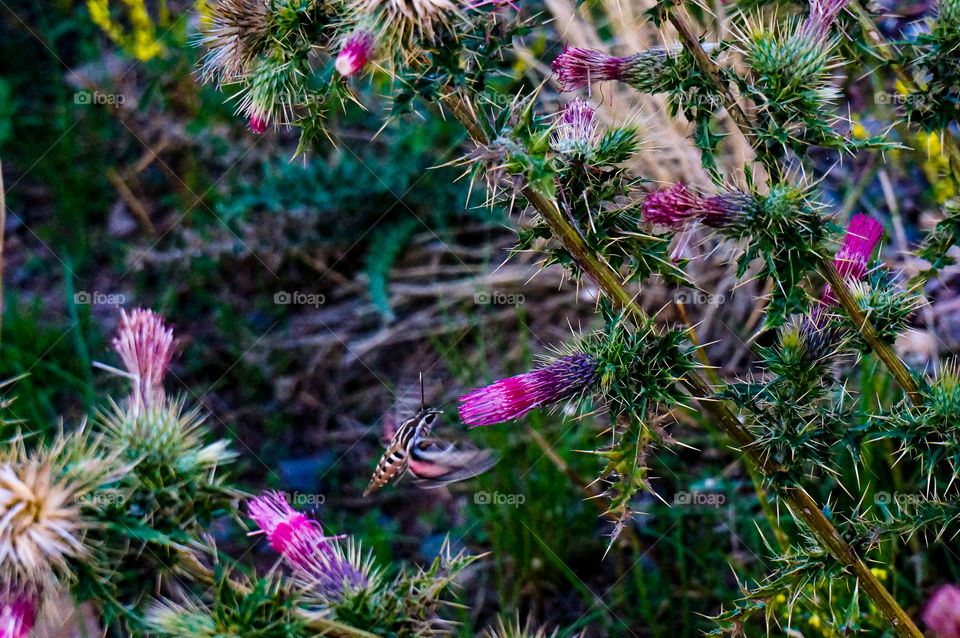 Hummingbird between the flowers in California