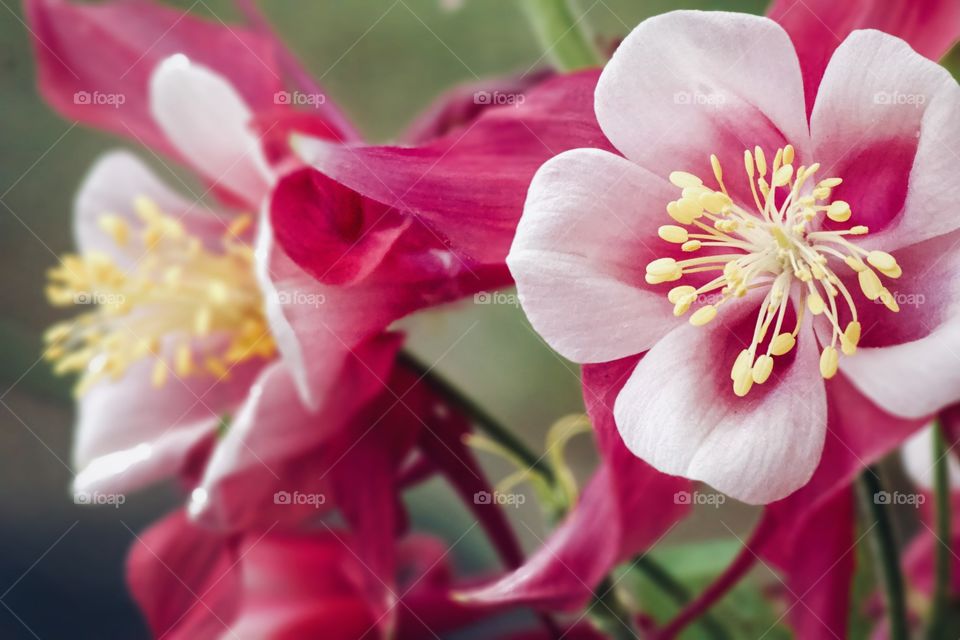 Ruffled Blooms