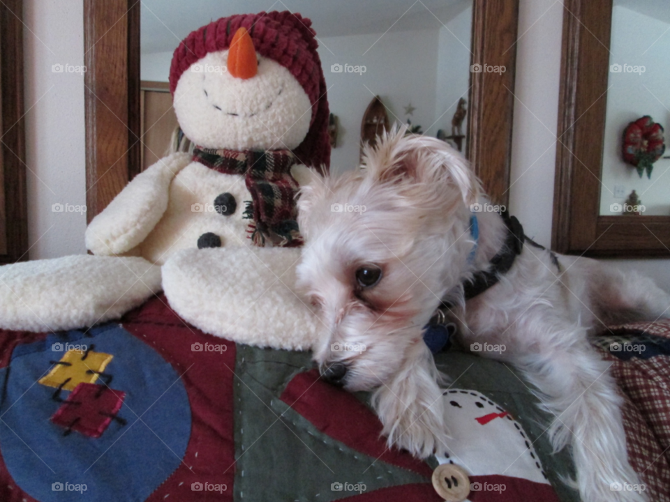 dog animal cute small by ashley77