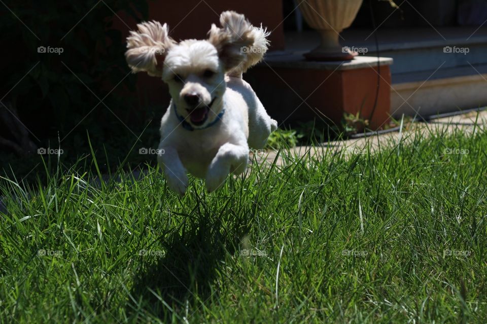 Cute dog jumping