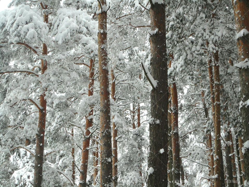 Wood, Snow, Winter, Tree, Frost